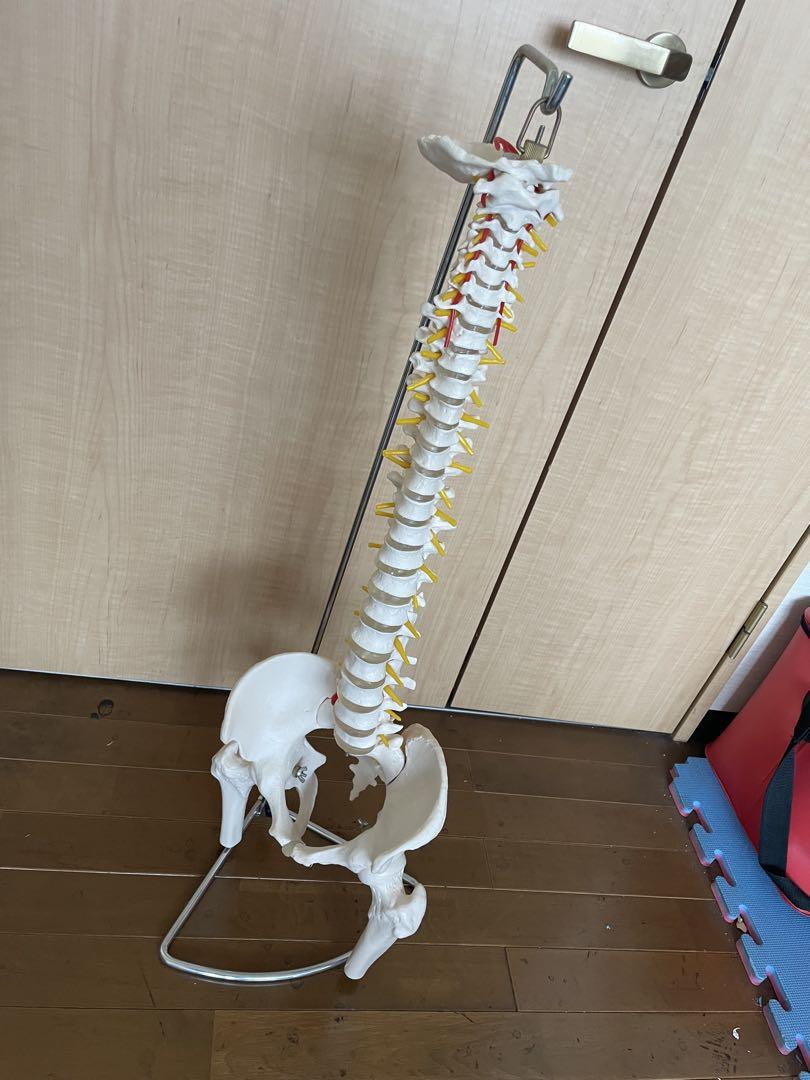 脊柱管模型