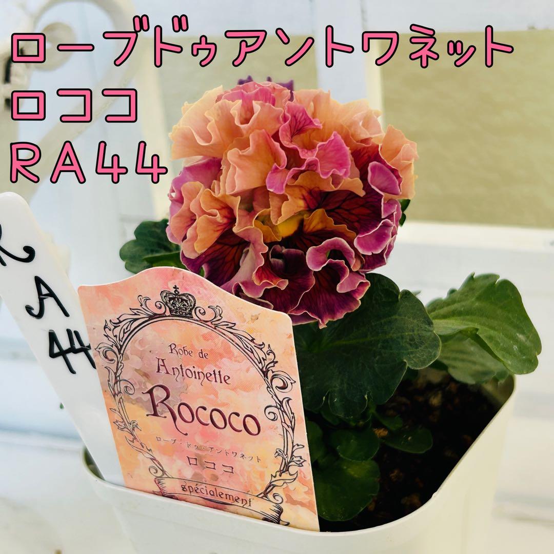 MIYABIさまRA44♥サトウ園芸 ローブドゥアントワネットロココ♥ MIYABIさまRA44♥サトウ園芸 ローブドゥアントワネットロココ♥