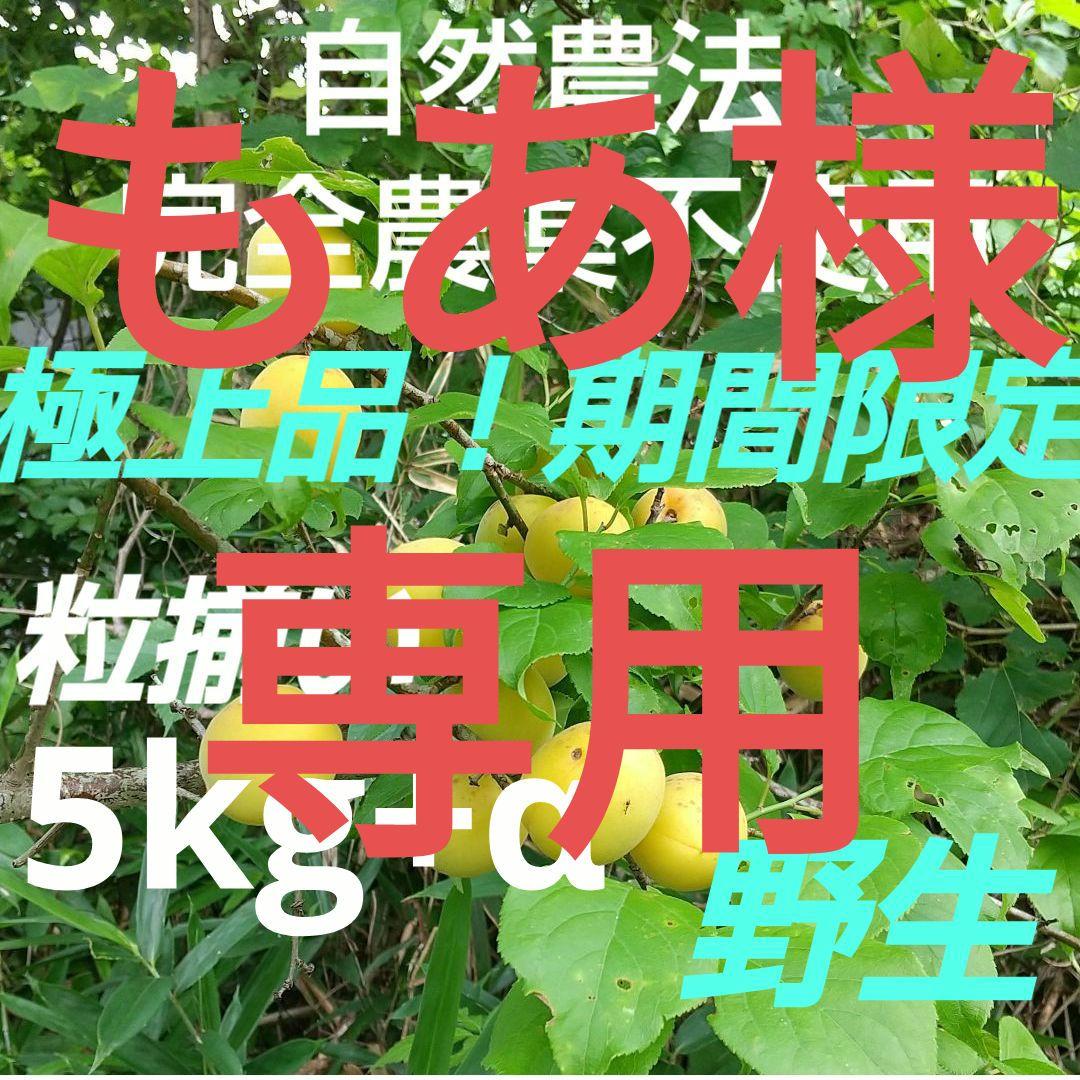 極上品！完全農薬不使用(自然農法)手摘み完熟直前梅5kg＋天然キクラゲ専用出品