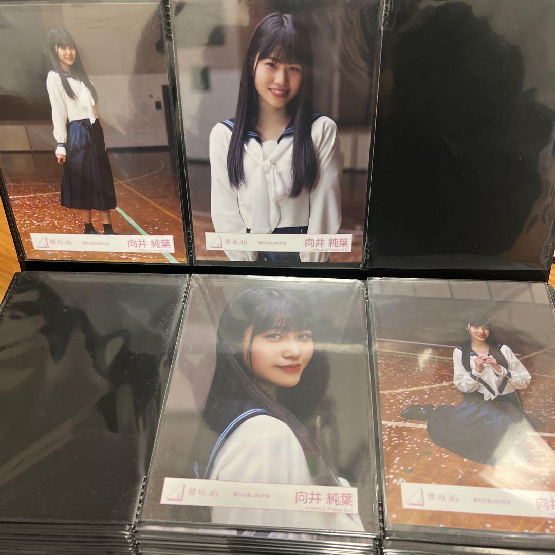 櫻坂46 向井純葉 生写真 夏の近道 MV衣装 コンプ