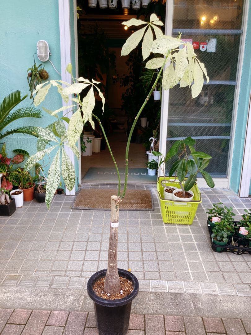 斑入りパキラ　パキラミルキーウェイ　送料無料