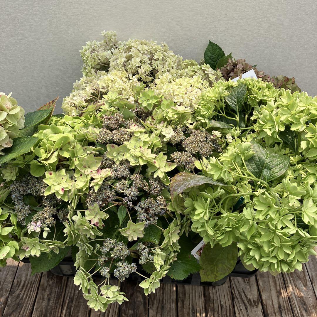 植栽用アジサイ6鉢セット　ハイドランジア　来年用