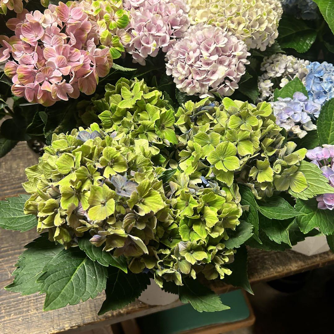 アジサイ 5寸7種7鉢 紫陽花 - メルカリ