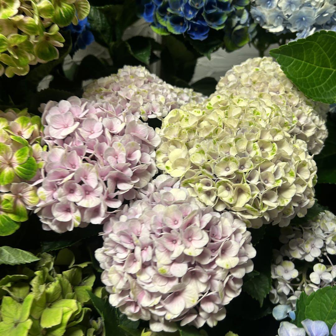 アジサイ　2種7鉢 紫陽花 アジサイ 5寸7種7鉢 紫陽花 - メルカリ