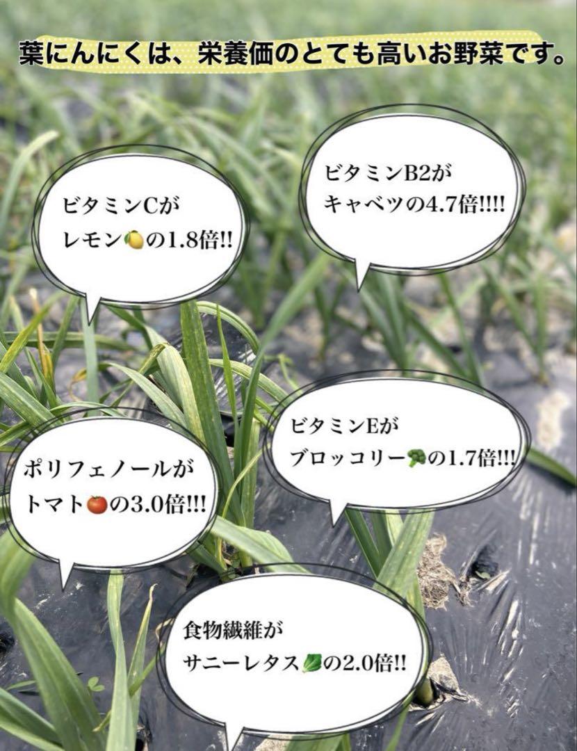 高知県産葉にんにく　葉ニンニク　野菜　産地直送5kgwmwt