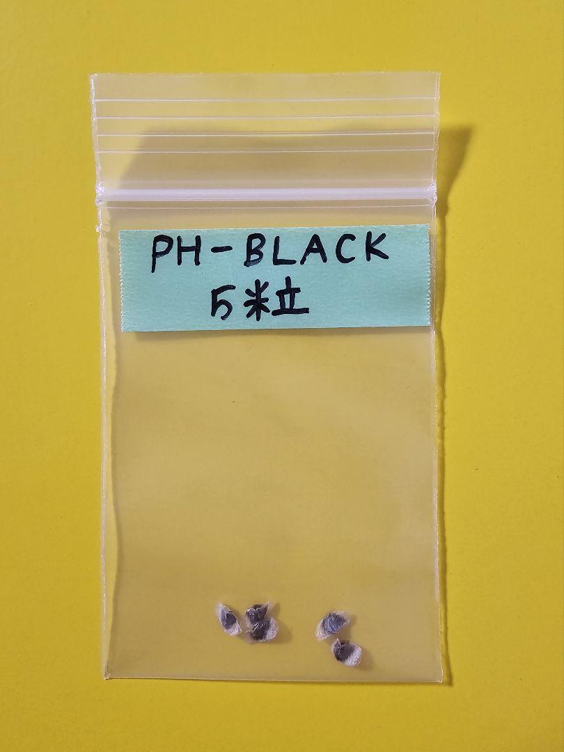 メルカリ便発送☆多肉植物アロエ PH-BLACKの種子5粒 - メルカリ