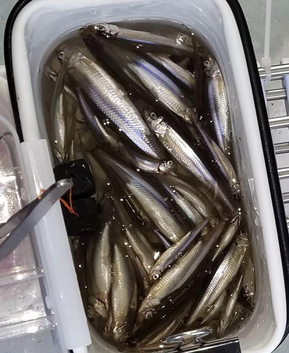 新商品竹ワカサギ穂先 300ミリ