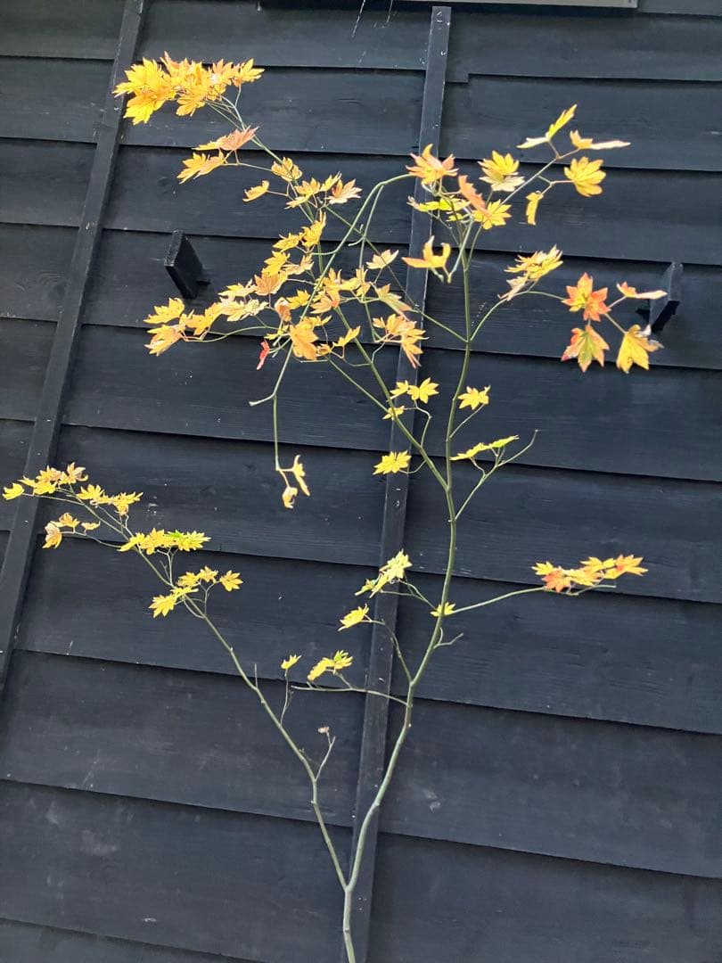 201 山採り コハウチワカエデ - メルカリ