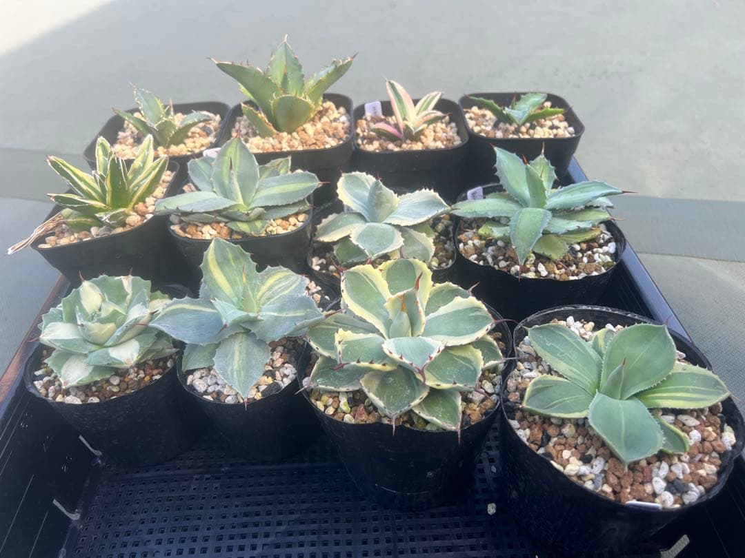 アガベ　斑入り12株セット