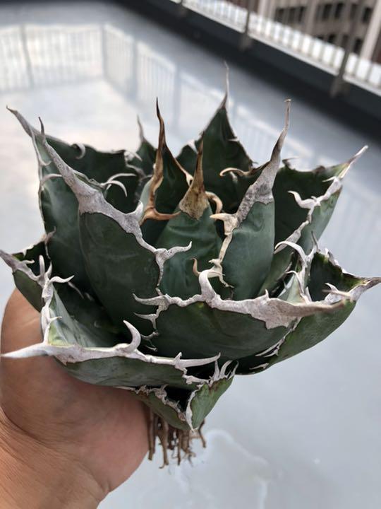30%割引魅力の 多肉植物アガベ チタノタ白鯨特别価格 植物/観葉植物 インテリア小物-WWW.SUITEBENEDICT.COM 30%割引魅力の 多肉植物アガベ チタノタ白鯨特别価格 植物/観葉植物 インテリア小物-WWW.SUITEBENEDICT.COM
