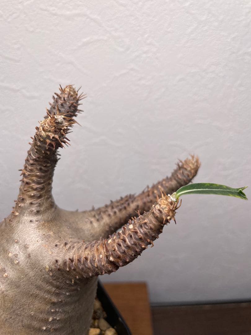 25.パキポディウム グラキリス