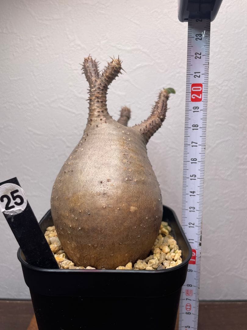 25.パキポディウム グラキリス