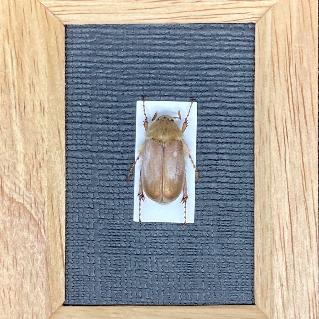 モフモフの立て髪のゴリラコガネ⑧【標本】