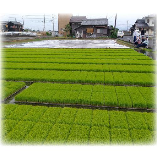 ★★サマータイム★様★専用【特別栽培米 朝日】20kg