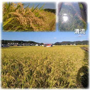 ★★サマータイム★様★専用【特別栽培米 朝日】20kg