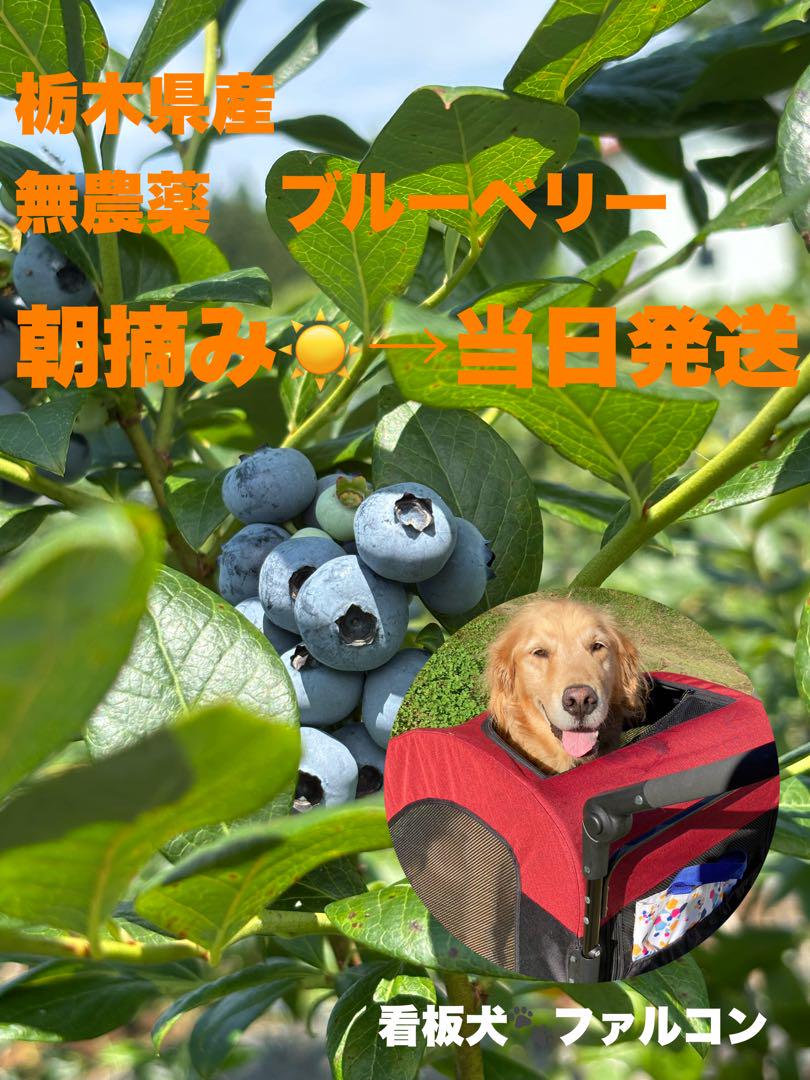 【チルド郵送・無農薬】生ブルーベリー　【2.5キロ】