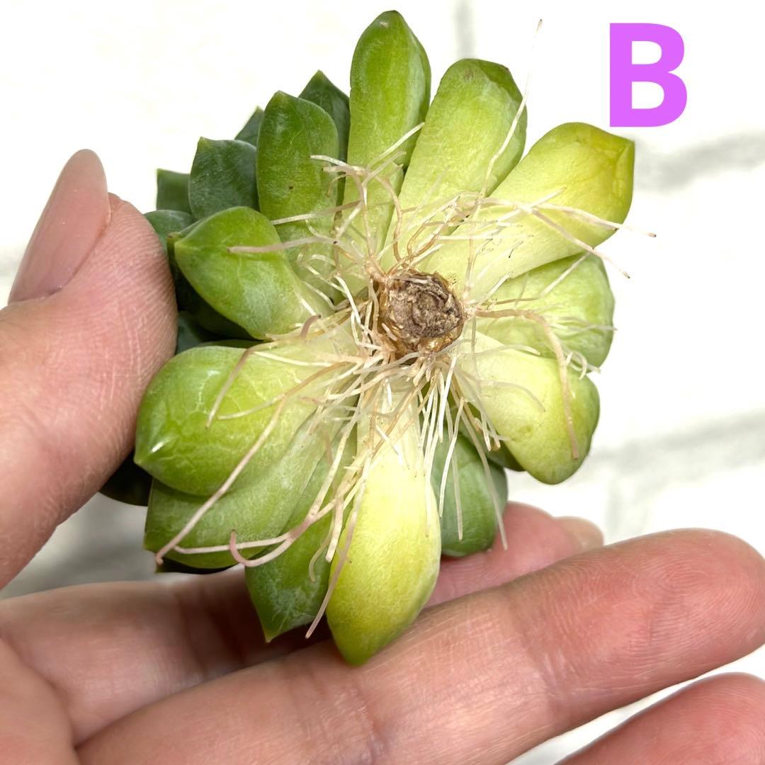 貴ちゃん様専用ページꕤ︎︎·͜· ︎︎多肉植物 モウグリ 韓国苗 | www