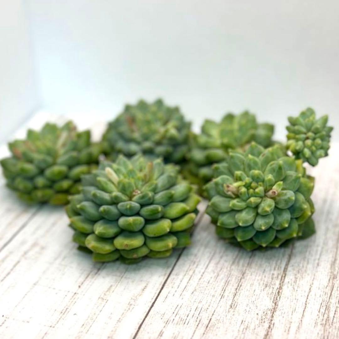 貴ちゃん様専用ページꕤ︎︎·͜· ︎︎多肉植物 モウグリ 韓国苗 | www