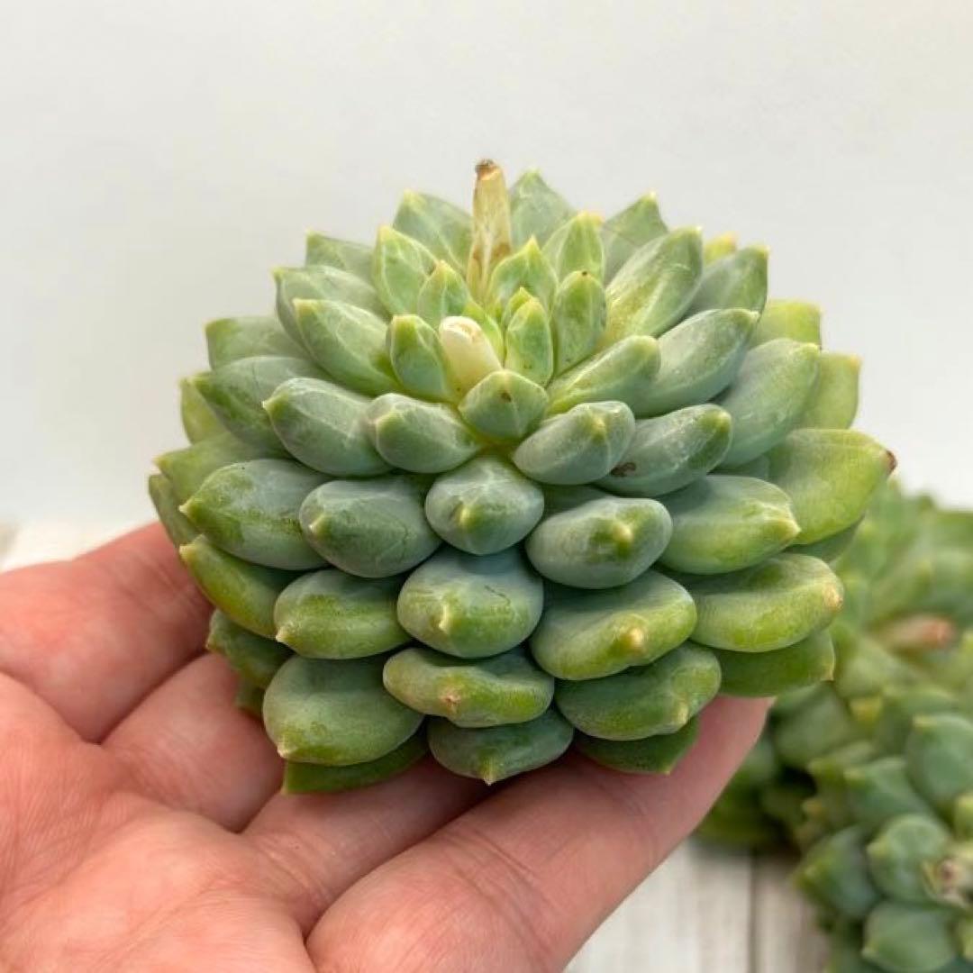 貴ちゃん様専用ページꕤ︎︎·͜· ︎︎多肉植物 モウグリ 韓国苗 | www