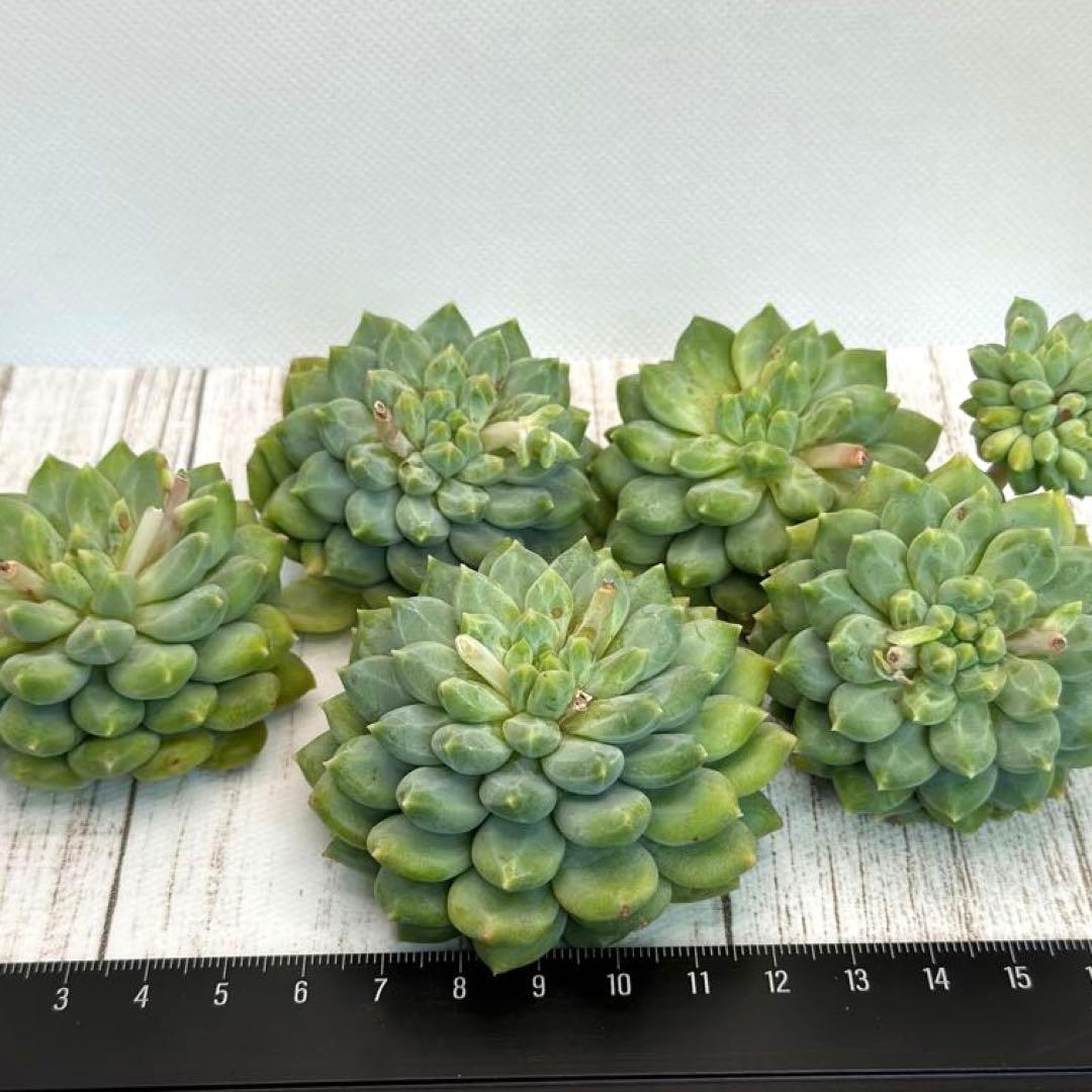 貴ちゃん様専用ページꕤ︎︎·͜· ︎︎多肉植物 モウグリ 韓国苗 | www