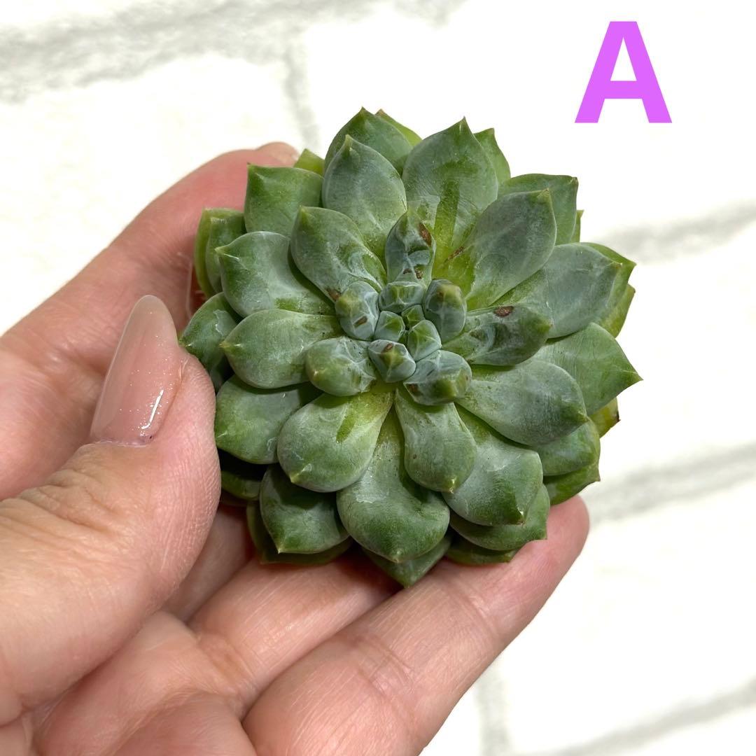 貴ちゃん様専用ページꕤ︎︎·͜· ︎︎多肉植物 モウグリ 韓国苗 | www