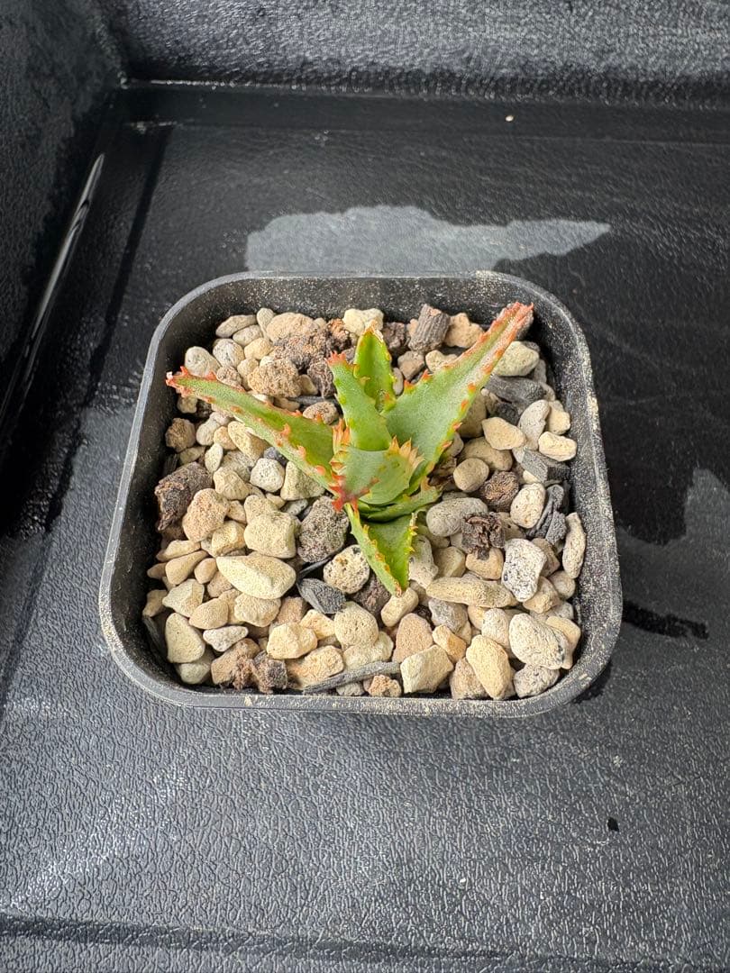 アロエ TCT ハイブリッド　〝レゲエスター〟Reggae star