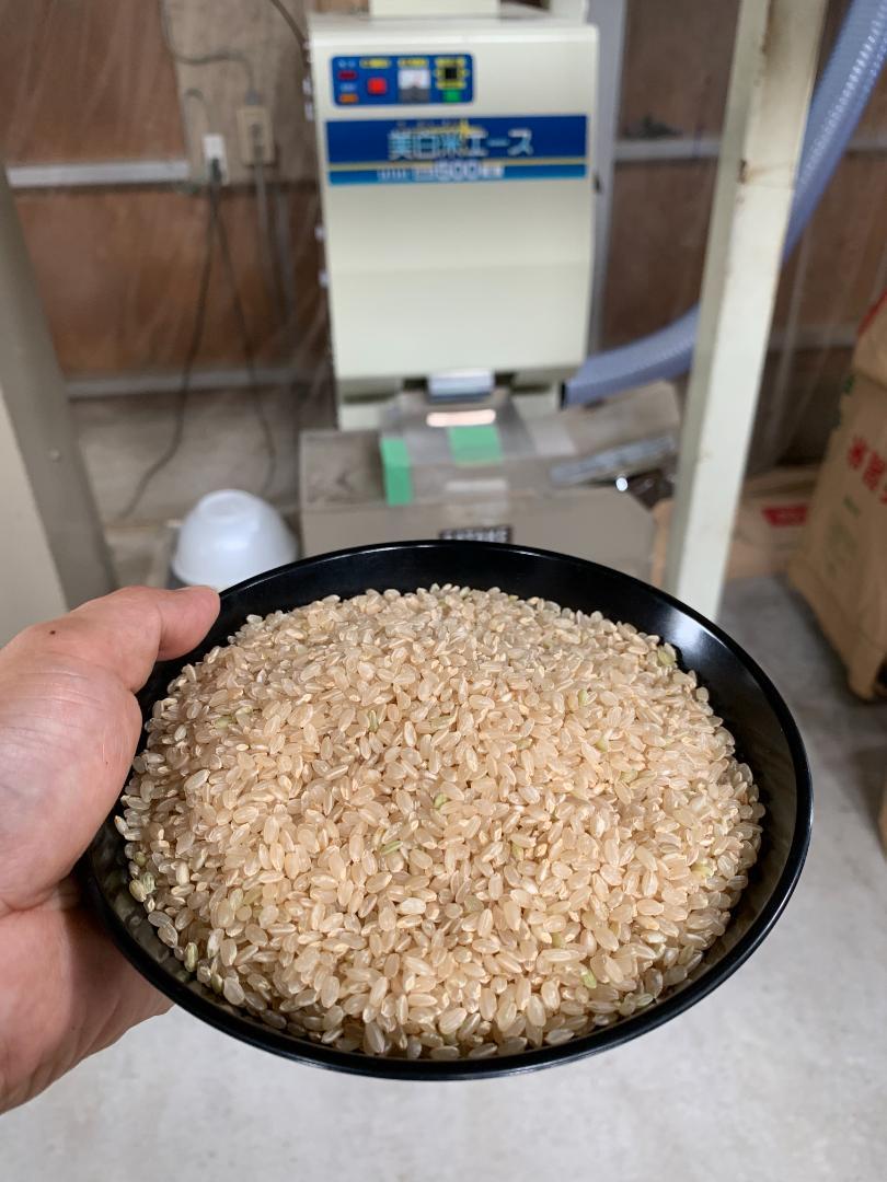 新米　新潟県産「コシヒカリ」　令和６年産　玄米20kg