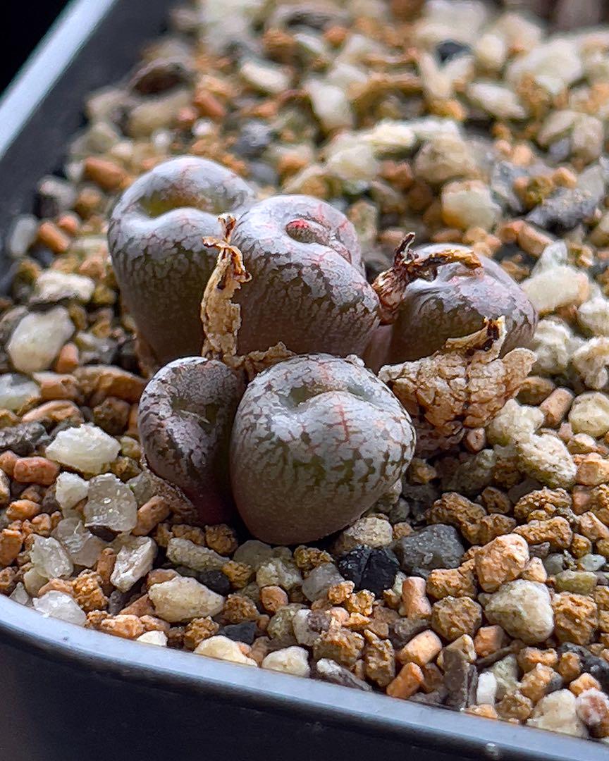 苗＊ コノフィツム・コンプトニー SH312/85 ＊多肉植物 - メルカリ