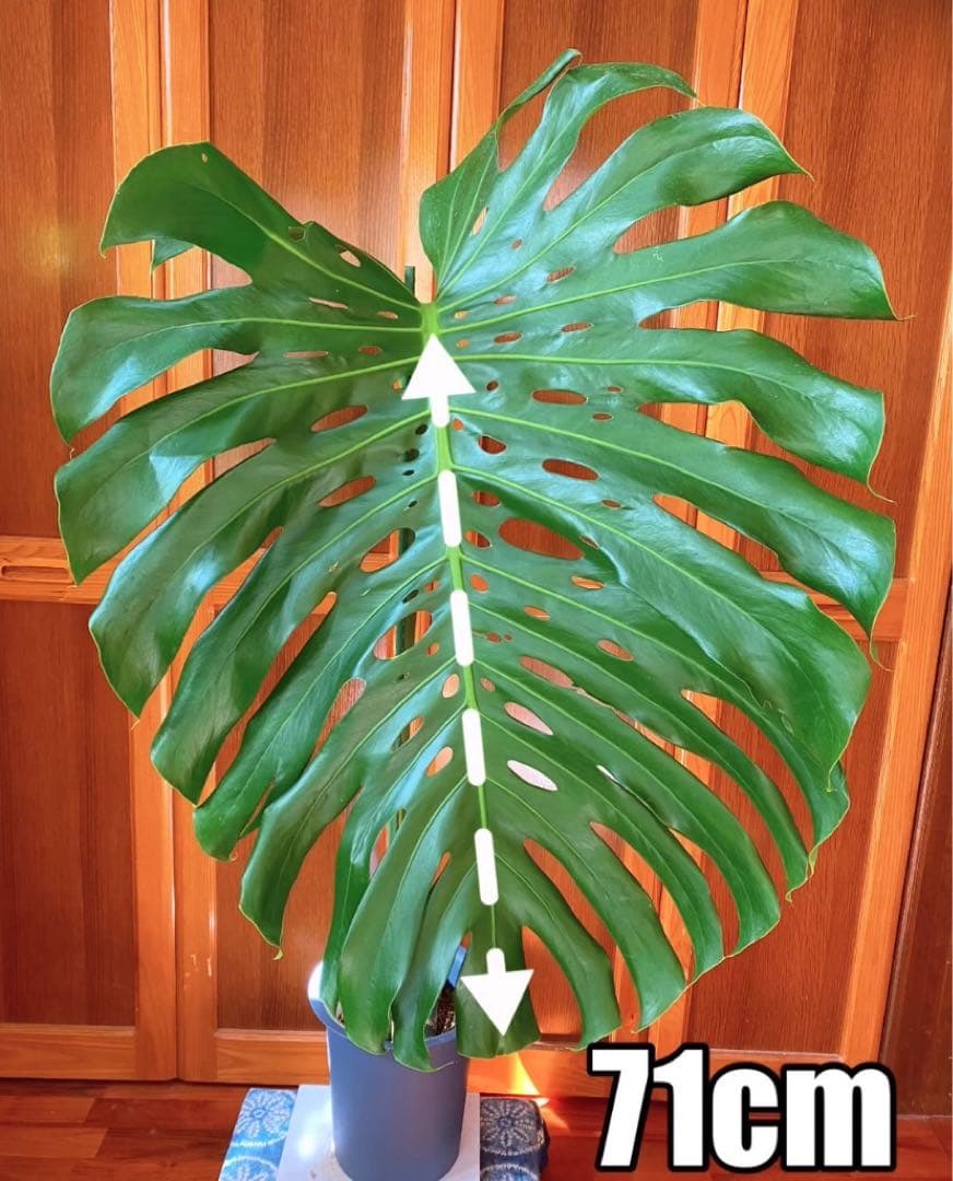 超巨大モンステラデリシオーサ 高さ145cm 葉71cm 葉柄98cm 超巨大モンステラデリシオーサ 高さ145cm 葉71cm 葉柄98cm