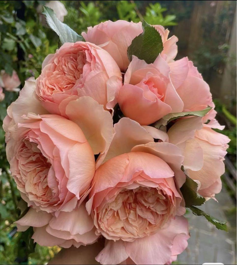 バラ苗 希少流通少ない四季咲き蕾付きバラ挿し木 花