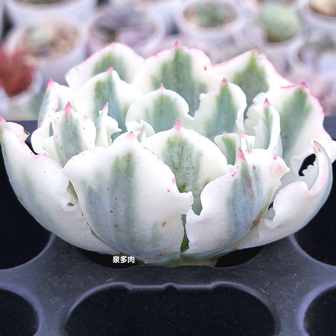 【速達付】398 ナビドット白覆輪錦　カット　お買得　多肉植物　輸入苗