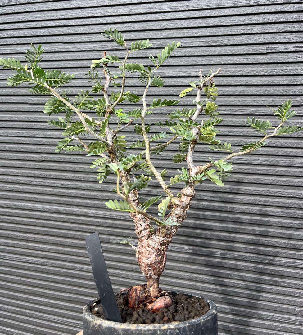 大株 センナメリディオナリス タグ付き 美塊根部目立った傷や汚れなし YUZUMIYA_COM