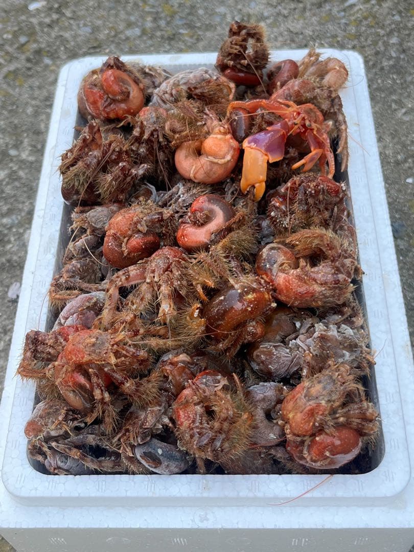 冷凍ヤドカリ 釣り餌 石鯛 底物 100匹セット 小さめ釣り餌