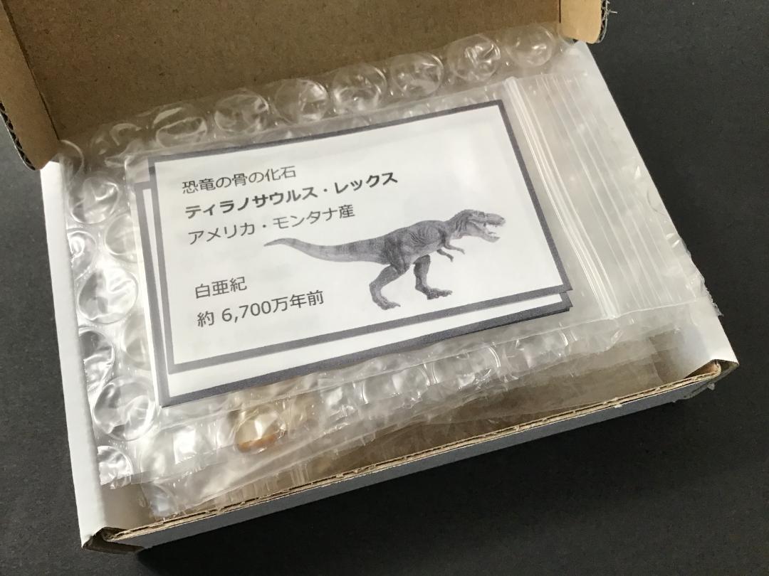 化石 4点 [ZE19] トリケラトプス ティラノサウルス 琥珀 モササウルス