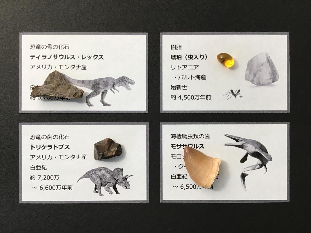 化石 4点 [ZE19] トリケラトプス ティラノサウルス 琥珀 モササウルス