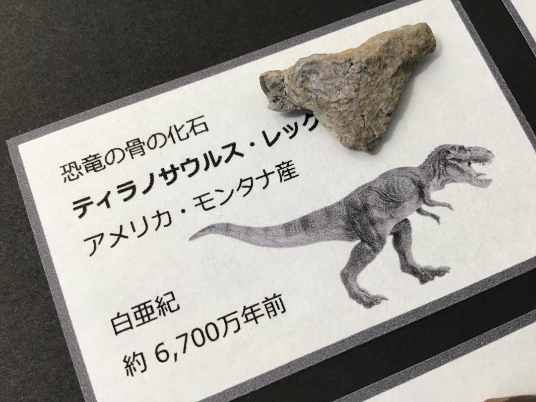化石 4点 [ZE19] トリケラトプス ティラノサウルス 琥珀 モササウルス