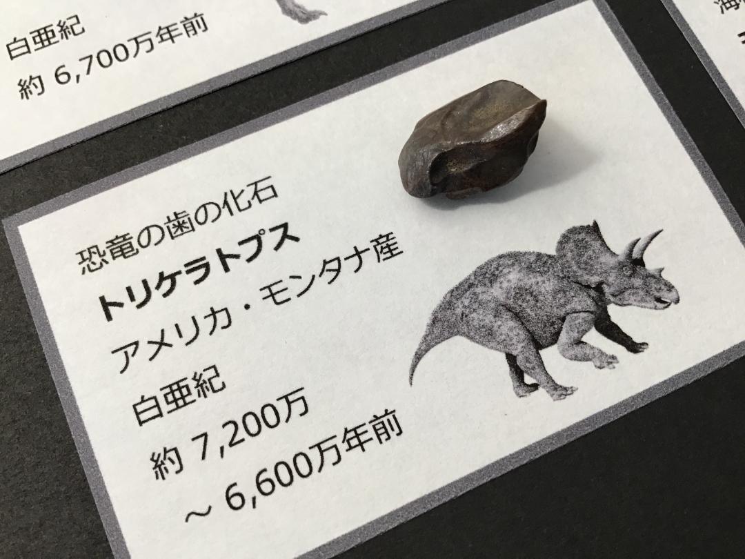 化石 4点 [ZE19] トリケラトプス ティラノサウルス 琥珀 モササウルス