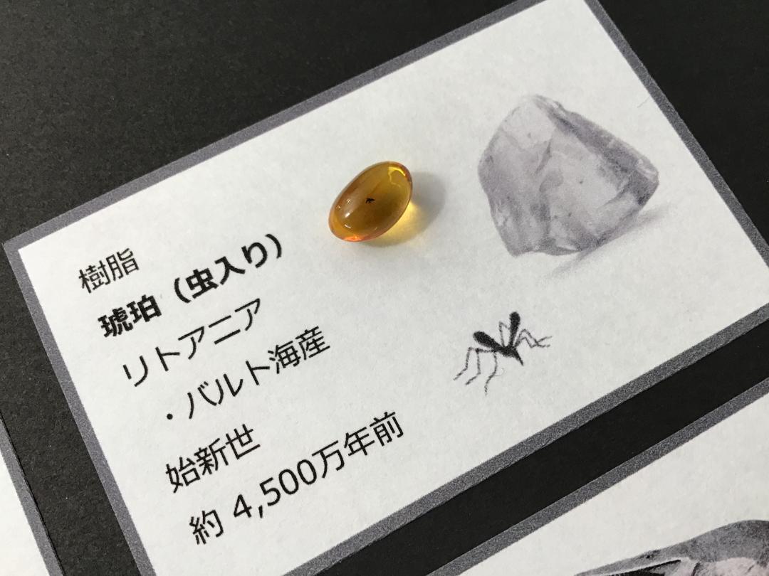 化石 4点 [ZE19] トリケラトプス ティラノサウルス 琥珀 モササウルス