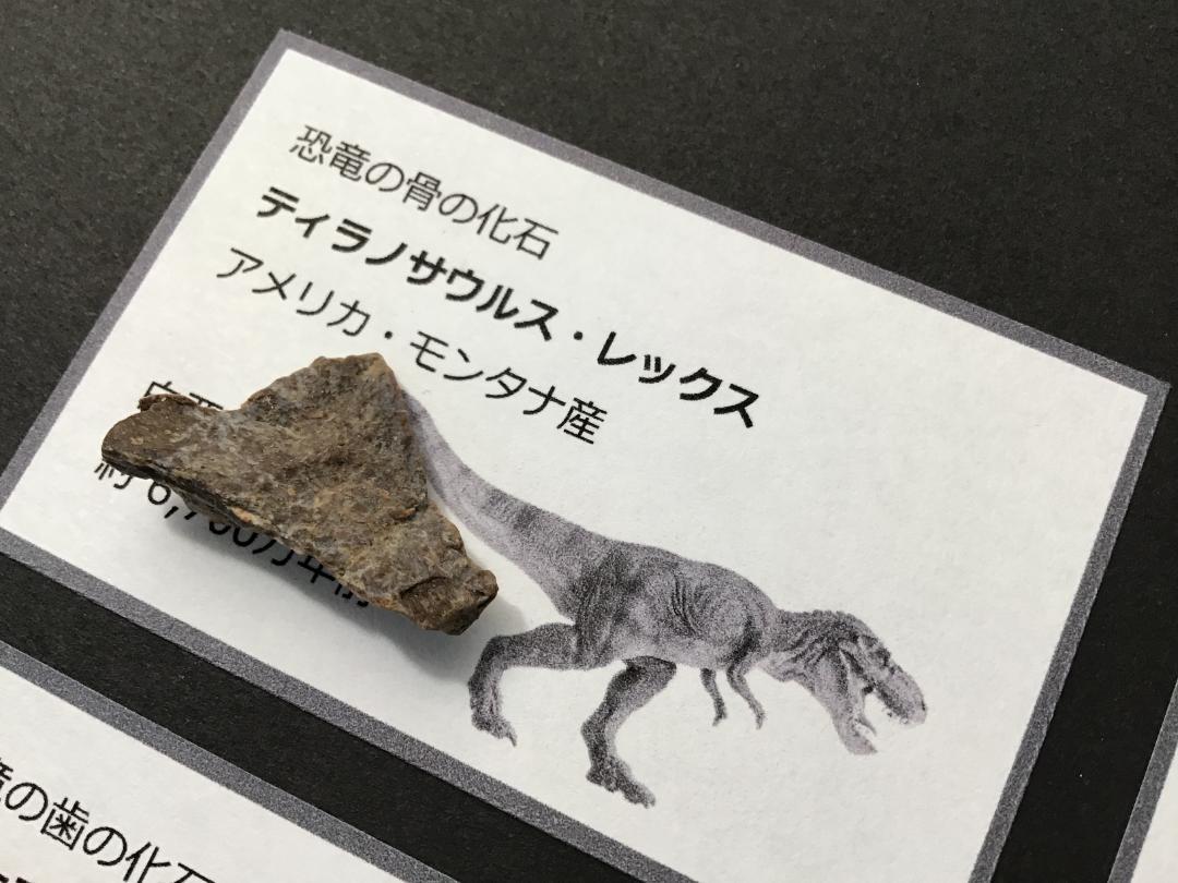 化石 4点 [ZE19] トリケラトプス ティラノサウルス 琥珀 モササウルス