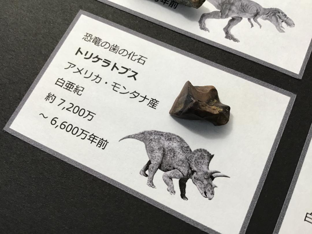 化石 4点 [ZE19] トリケラトプス ティラノサウルス 琥珀 モササウルス