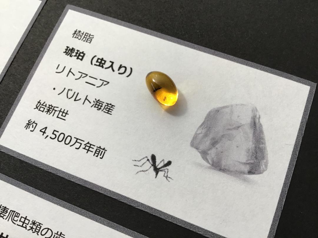 化石 4点 [ZE19] トリケラトプス ティラノサウルス 琥珀 モササウルス