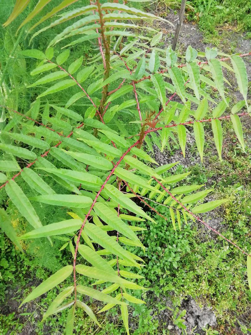 カラスザンショウ 無農薬葉っぱ 約30枚 葉 アゲハ蝶 幼虫 エサ えさチョウ餌 - メルカリ カラスザンショウ 無農薬葉っぱ 約30枚 葉 アゲハ蝶 幼虫 エサ えさチョウ餌 - メルカリ