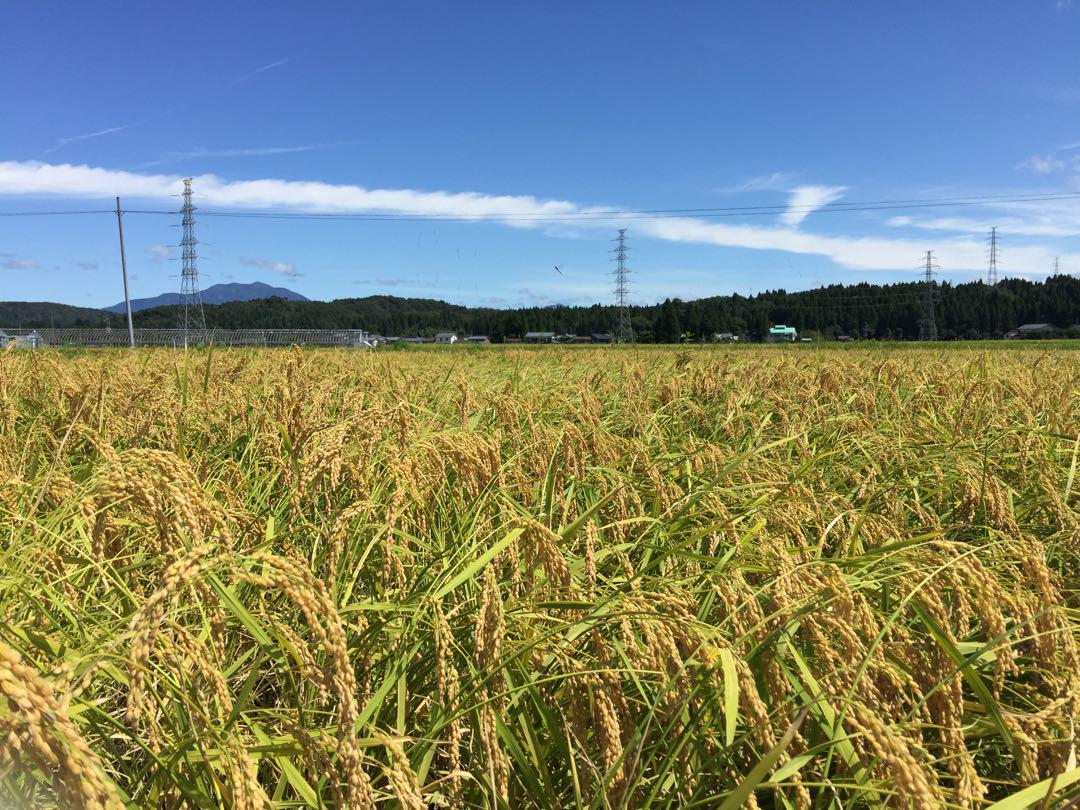 crossroad様令和6年産新米＊農家力作新潟とちおのコシヒカリ精米20kg