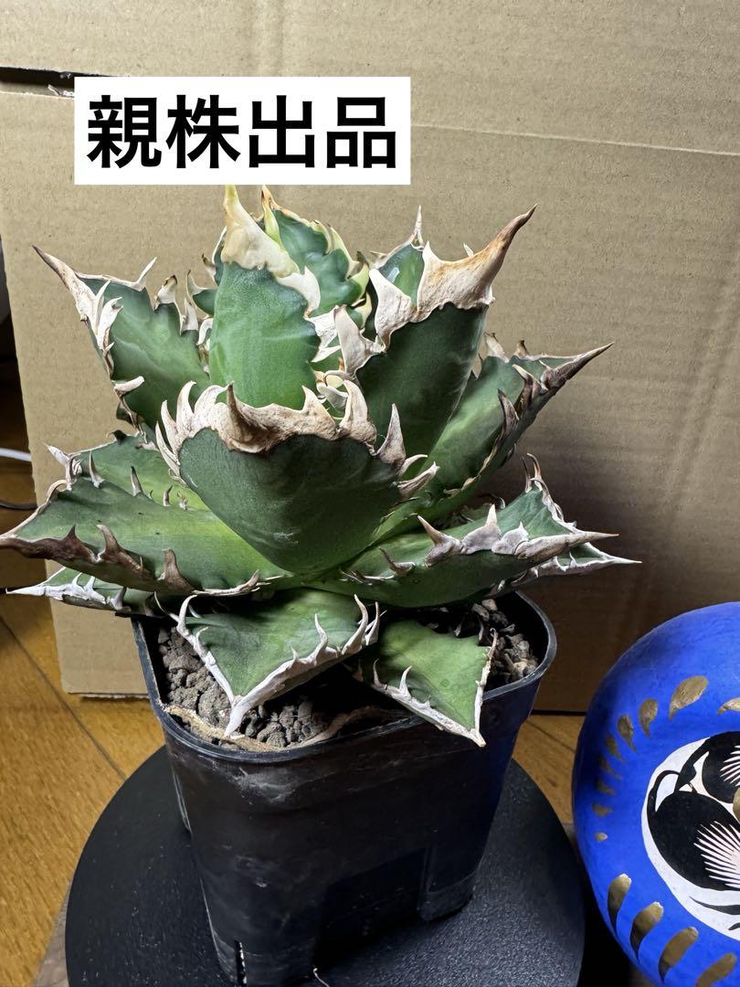 【超激選 親株 出品】アガベ チタノタ レッドキャットウィーズル