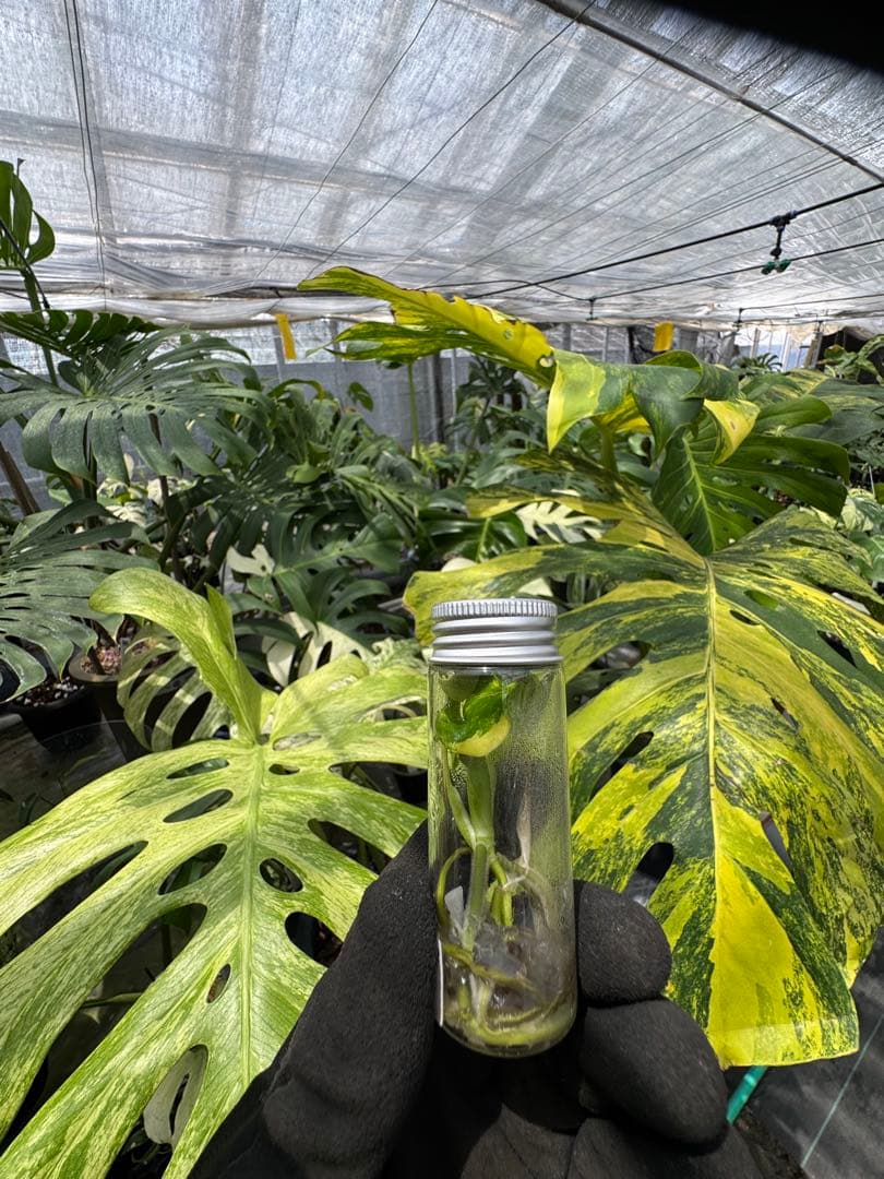 10 モンステラデリシオーサ イエローマリリン 黄斑入り 組織培養