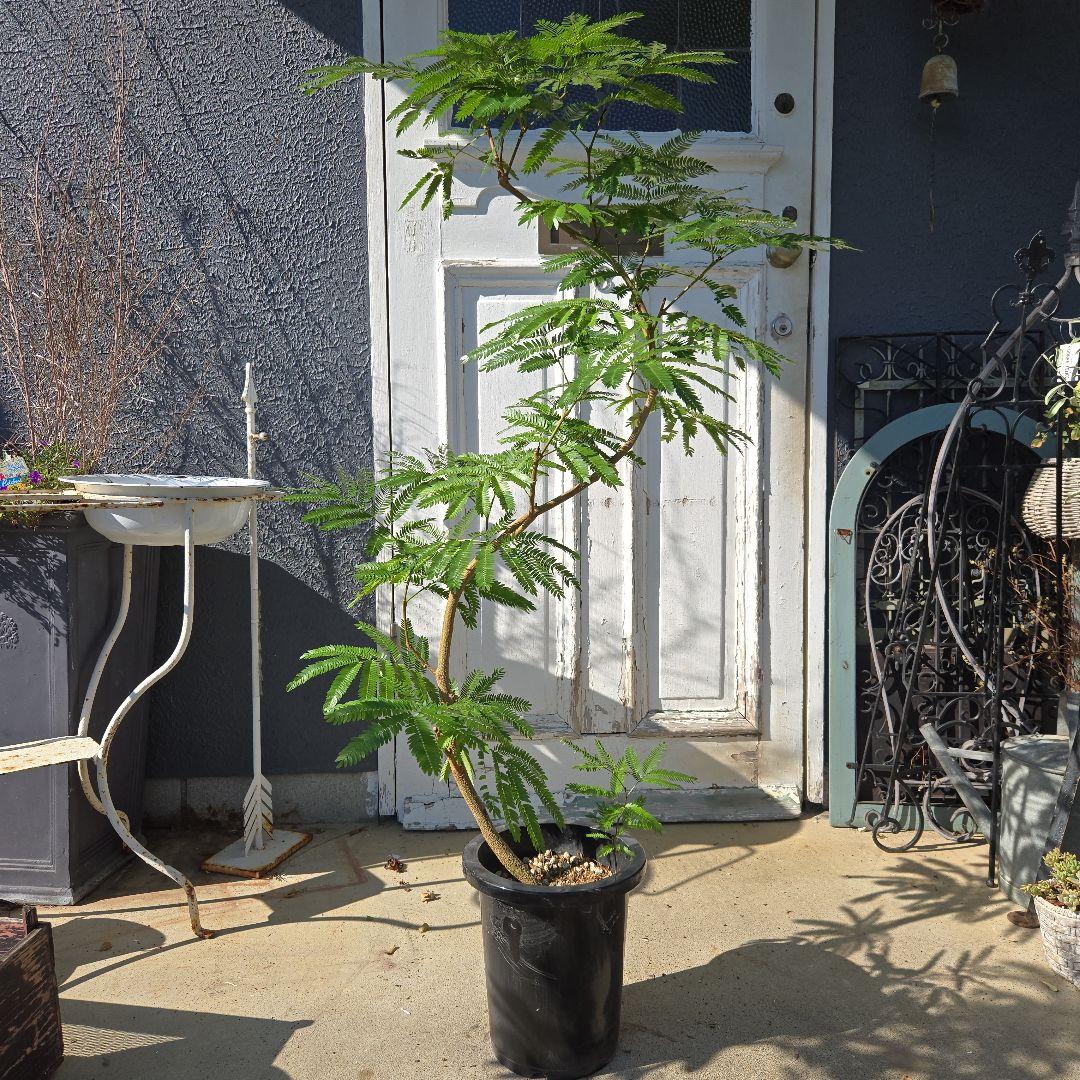 こいち様 リクエスト 2点 まとめ商品