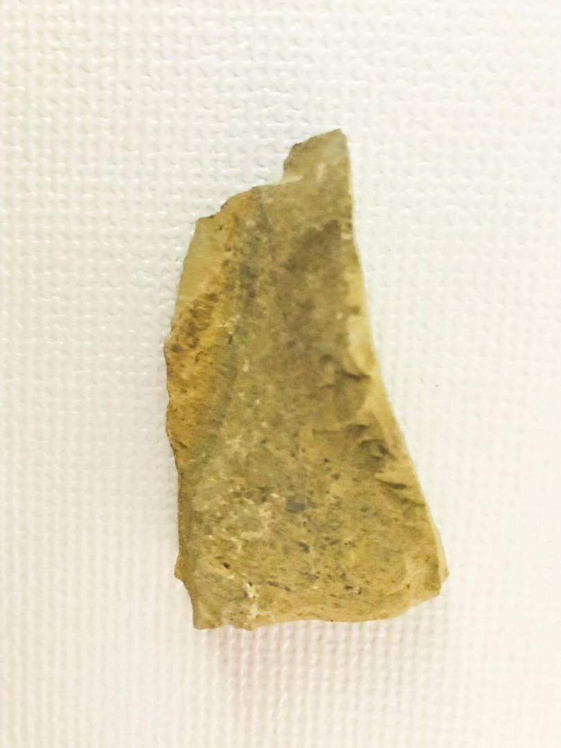 ※極めてレア ナラオイア（Naraoia spinosa）カンブリア爆発 化石