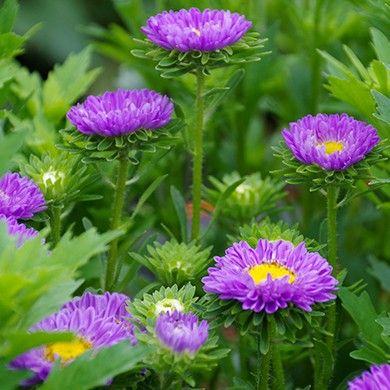 切り花用アスター 色混合 白 ピンク 赤 紫の種50粒 メルカリ