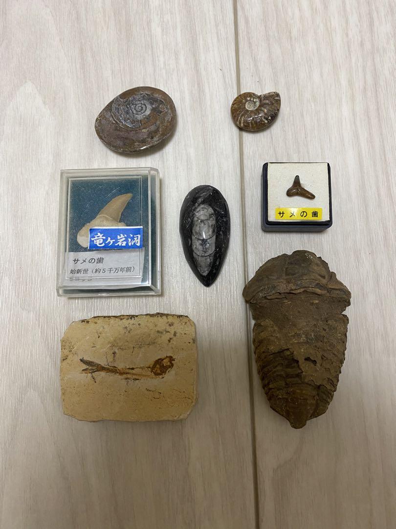 化石 三葉虫 サメの歯 アンモナイト 爪 魚