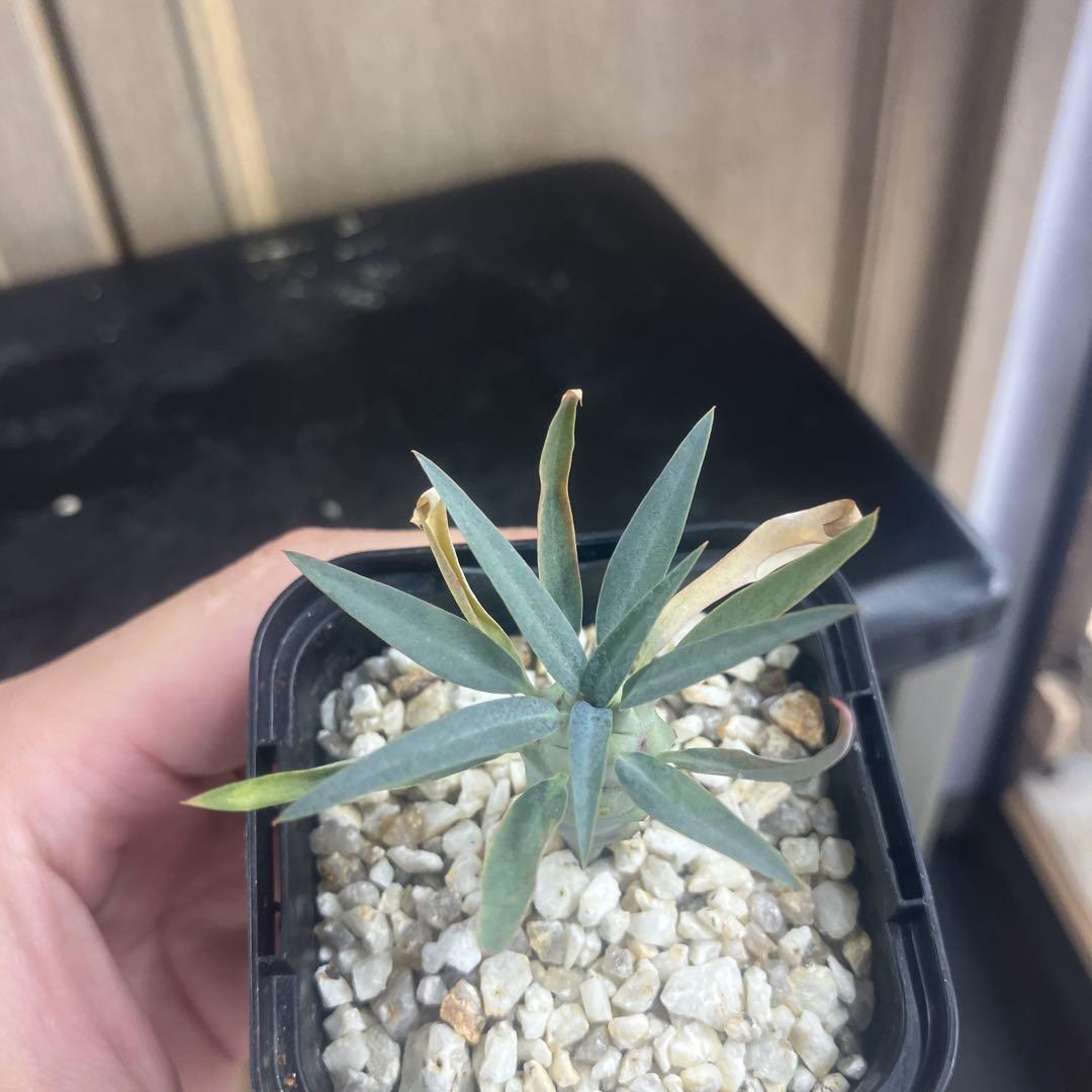 ユーフォルビア エチュベルクローサ 実生 コーデックス 塊根植物